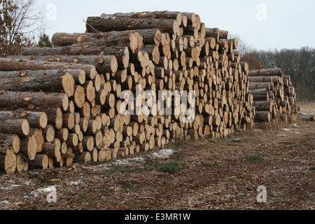 A log pile in the Upper Mississippi National Wildlife and Fish Refuge (NWR) serves as an essential habitat for local wildlife, supporting biodiversity and ecosystem health in the region. Stock Photo