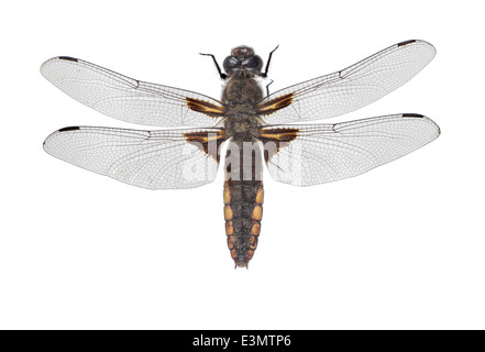 Odonata; Libellulidae; Libellula depressa; Linnaeus 1758; Broad-bodled Chaser; Lenght: 65 mm Stock Photo