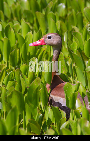 Black-bellied whistling duck (Dendrocygna autumnalis) in the water weeds. Brazos Bend State Park, Needville, Texas, USA.