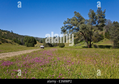 A Coastal Range cattle ranch in central CALIFORNIA Stock Photo