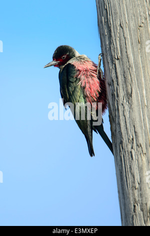 Lewis's Woodpecker, Missoula County, Montana Stock Photo