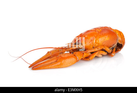Boiled crayfish. Isolated on a white background Stock Photo