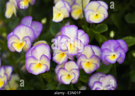 Viola flowers. Stock Photo