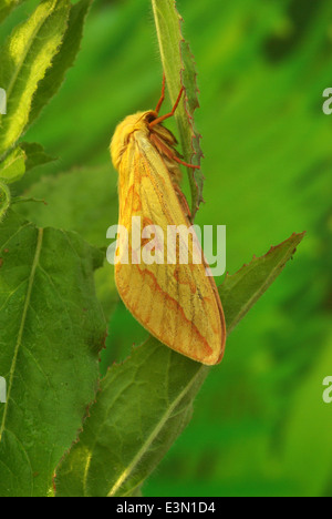 Ghost moth - Hepialus humuli humuli Stock Photo