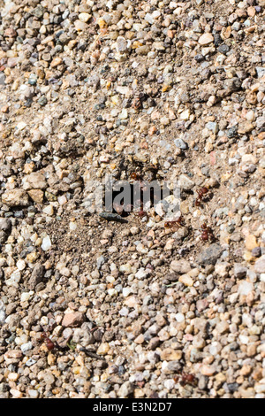 Stinging Fire ants; red ants; Solenopsis; burrow in the ground Stock Photo