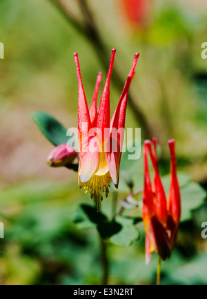 Aquilegia elegantula; Western Red Columbine; Helleboraceae; Hellebore; Ranunculaceae; Buttercup; in full bloom, Central Colorado Stock Photo