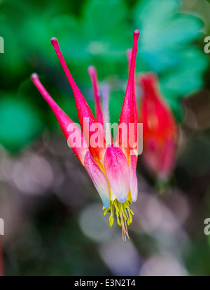 Aquilegia elegantula; Western Red Columbine; Helleboraceae; Hellebore; Ranunculaceae; Buttercup; in full bloom, Central Colorado Stock Photo