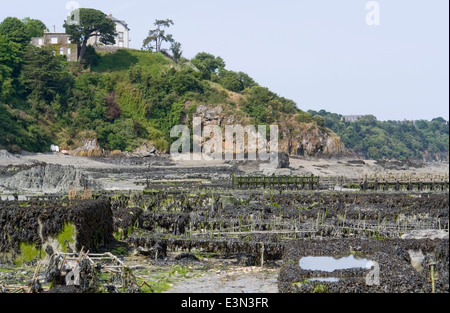 lots of oyster beds at a town in Brittany named Cancale Stock Photo