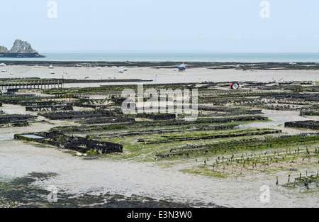 lots of oyster beds at a town in Brittany named Cancale Stock Photo