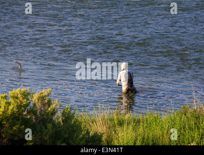 Fly fisherman reeling in a rainbow trout caught while fly fishing on the North Platte River in Wyoming, USA Stock Photo