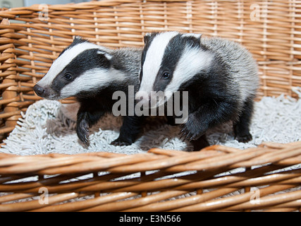 Three Badger cubs Scampy, Fidget and Dopy found in a hedgerow when they were just  four weeks old  suffering from lack of food Stock Photo