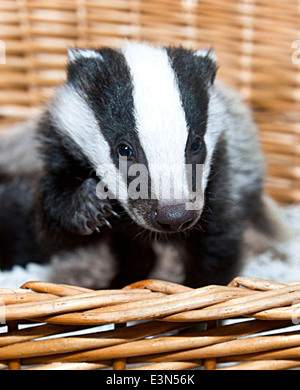 Three Badger cubs Scampy, Fidget and Dopy found in a hedgerow when they were just  four weeks old  suffering from lack of food Stock Photo