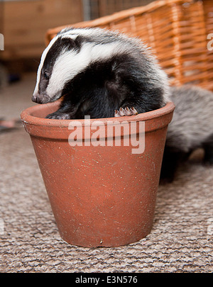 Three Badger cubs Scampy, Fidget and Dopy found in a hedgerow when they were just  four weeks old  suffering from lack of food Stock Photo