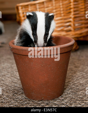 Three Badger cubs Scampy, Fidget and Dopy found in a hedgerow when they were just  four weeks old  suffering from lack of food Stock Photo