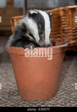 Three Badger cubs Scampy, Fidget and Dopy found in a hedgerow when they were just  four weeks old  suffering from lack of food Stock Photo