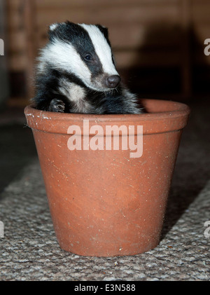 Three Badger cubs Scampy, Fidget and Dopy found in a hedgerow when they were just  four weeks old  suffering from lack of food Stock Photo