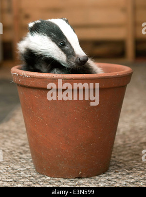 Three Badger cubs Scampy, Fidget and Dopy found in a hedgerow when they were just  four weeks old  suffering from lack of food Stock Photo