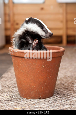 Three Badger cubs Scampy, Fidget and Dopy found in a hedgerow when they were just  four weeks old  suffering from lack of food Stock Photo