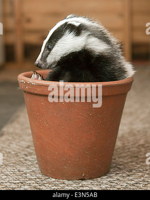 Three Badger cubs Scampy, Fidget and Dopy found in a hedgerow when they were just  four weeks old  suffering from lack of food Stock Photo