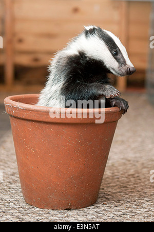 Three Badger cubs Scampy, Fidget and Dopy found in a hedgerow when they were just  four weeks old  suffering from lack of food Stock Photo