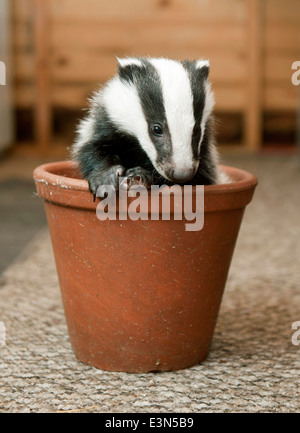 Three Badger cubs Scampy, Fidget and Dopy found in a hedgerow when they were just  four weeks old  suffering from lack of food Stock Photo