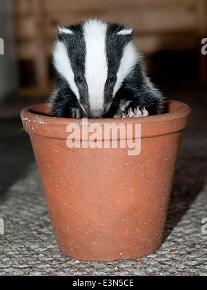 Three Badger cubs Scampy, Fidget and Dopy found in a hedgerow when they were just  four weeks old  suffering from lack of food Stock Photo