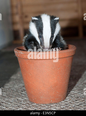 Three Badger cubs Scampy, Fidget and Dopy found in a hedgerow when they were just  four weeks old  suffering from lack of food Stock Photo