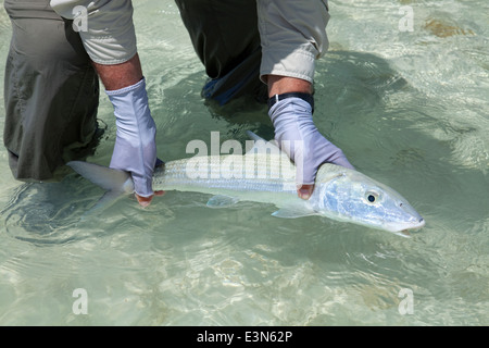 Saltwater fly fishing for bonefish in the islands of the Bahamas Stock Photo
