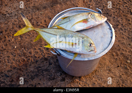 fresh fish after fishing in market on beach, India Stock Photo