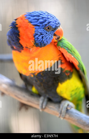 A close up shot of an Australian Rainbow Lorikeet Stock Photo