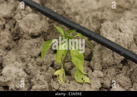 Irrigation and fertigation of vegetable garden. Stock Photo