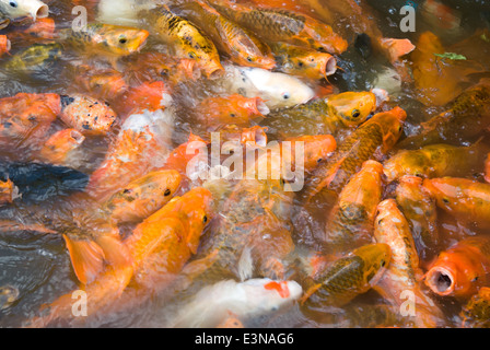 crowded Koi carps in a pond Stock Photo