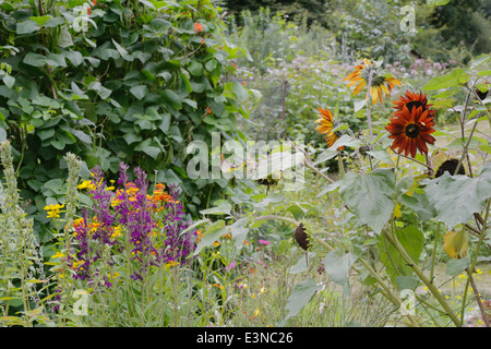 Sunflower 'Earthwalker' with Runner Beans and flowers in Autumn, Wales, UK. Stock Photo