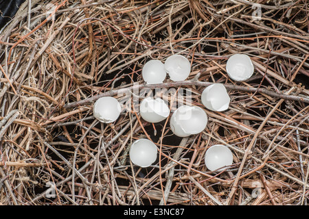 Close-up of broken eggshells in bird's nest Stock Photo