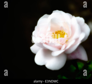 1 pink rose with a dreamy glow filter applied in processing Stock Photo