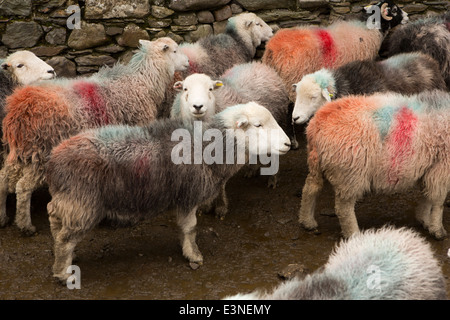 UK, Cumbria, Lake District, Buttermere, Gatesgarth Farm, Herdwick sheep penned at lambing time Stock Photo