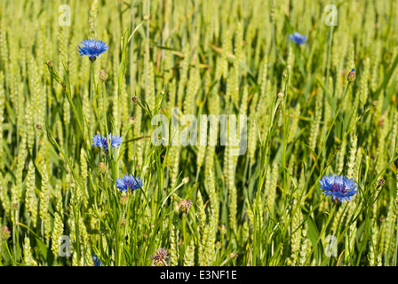 Cornflowers on the field of green wheat Stock Photo