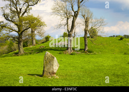 Mayburgh Henge Standing stone. Eamont Bridge, Penrith, Cumbria, England, United Kingdom. Stock Photo