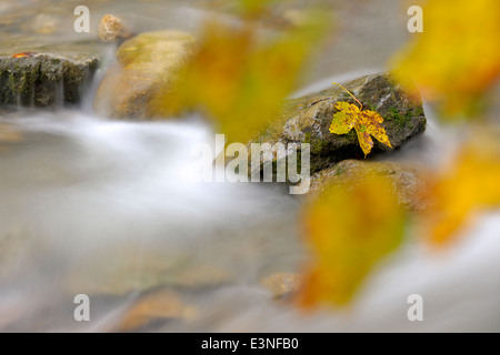 Mountainstream with autumn leave and slow shutter speed and out of focus leaves in foreground. Stock Photo