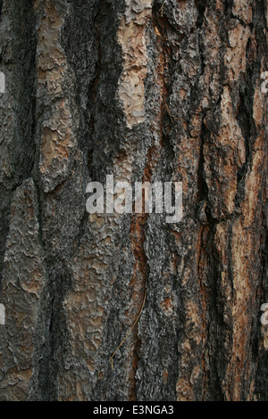 Baumrinde Stock Photo