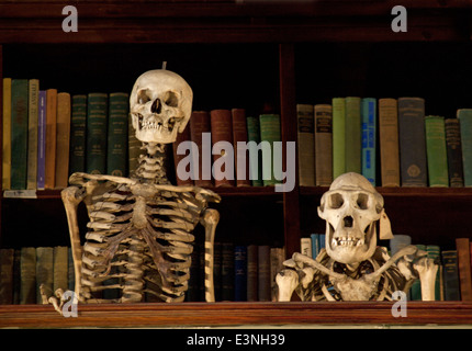 A display in the Grant Museum of Zoology and Comparative Anatomy in London Stock Photo