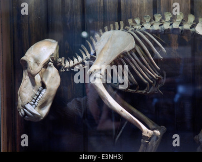 A display in the Grant Museum of Zoology and Comparative Anatomy in London Stock Photo