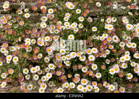 Colourful / colorful daisies growing on a stone wall. Stock Photo