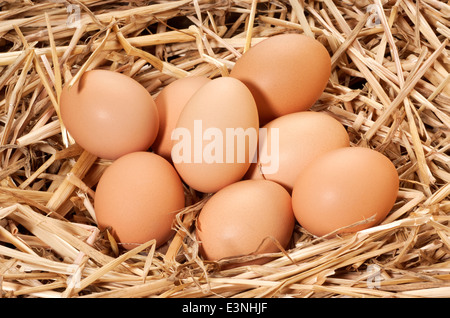 Fresh farm eggs Stock Photo