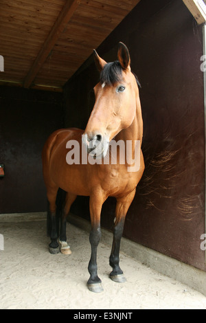 Pferd im Stall Stock Photo