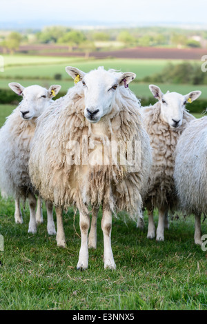 Sheep on field in the background the Shropshire countryside. England. Stock Photo
