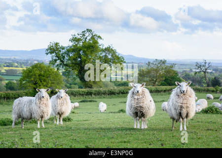 Sheep on field in the background the Shropshire countryside and The Wrekin. England. Stock Photo