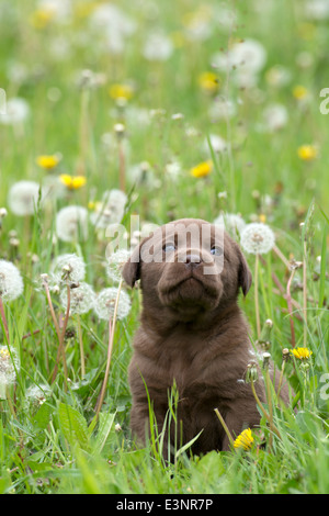 Chocolate Labrador Retriever puppy dog Stock Photo