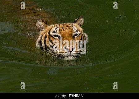 A Tiger swimming in the water / TIger swim / Tiger bathing / Tiger Stock Photo