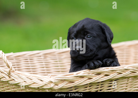 Black Labrador Retriever puppy dog sitting in a basket Stock Photo
